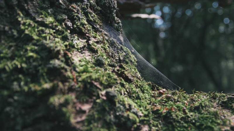 在抖音上发布视频可以赚钱吗?