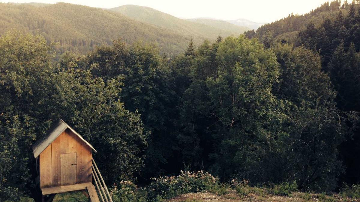 每天喝茶能减肥吗