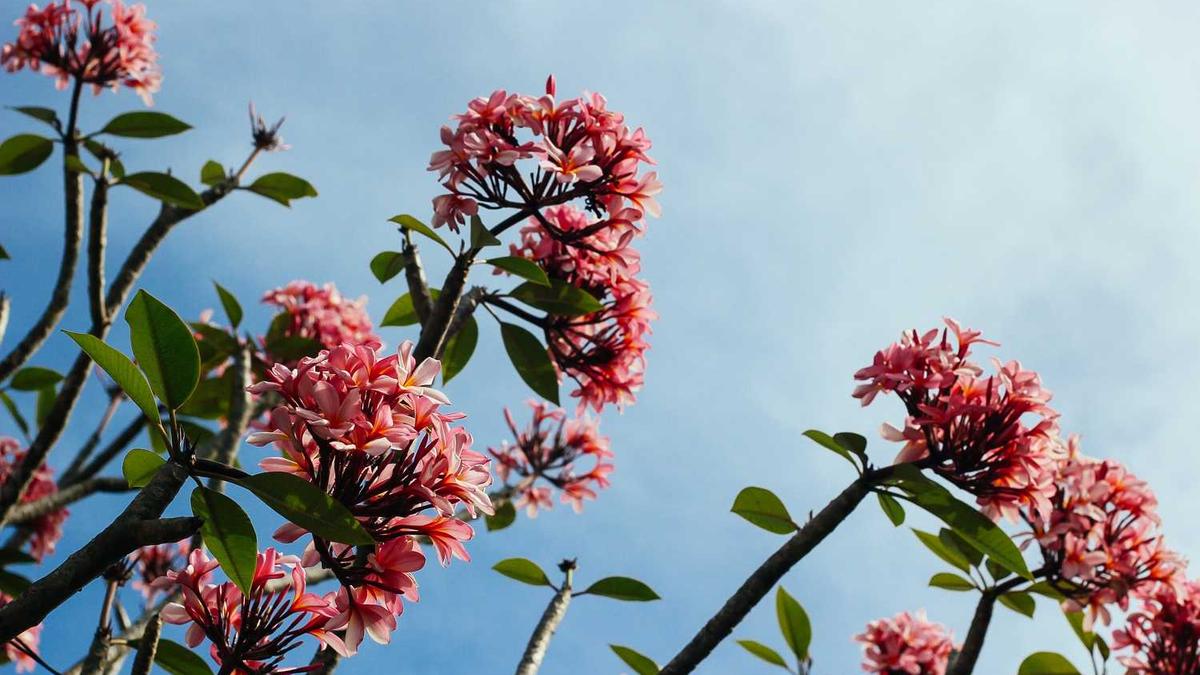 为什么很多女孩子都喜欢用背影做微信头像呢?