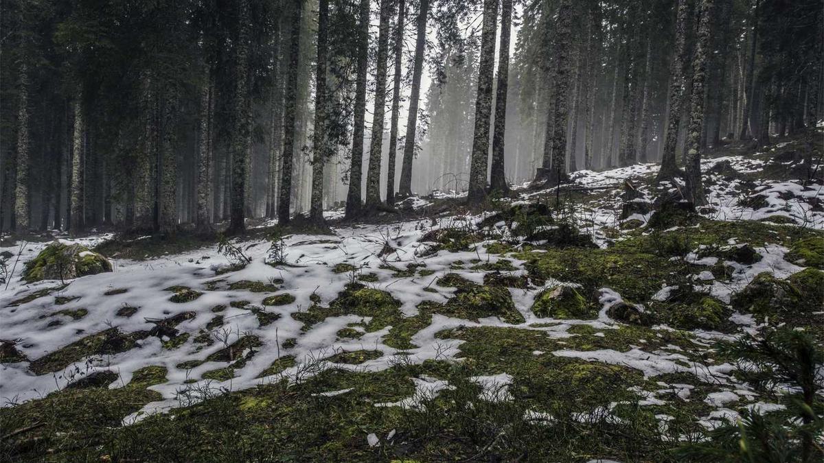 氮气发生器选择哪家好?