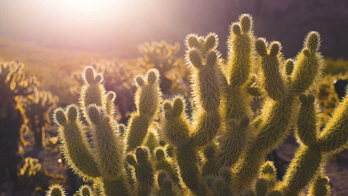 长春高新“惊现”断魂刀!10亿资金疯狂流出!大牛股要落幕了?