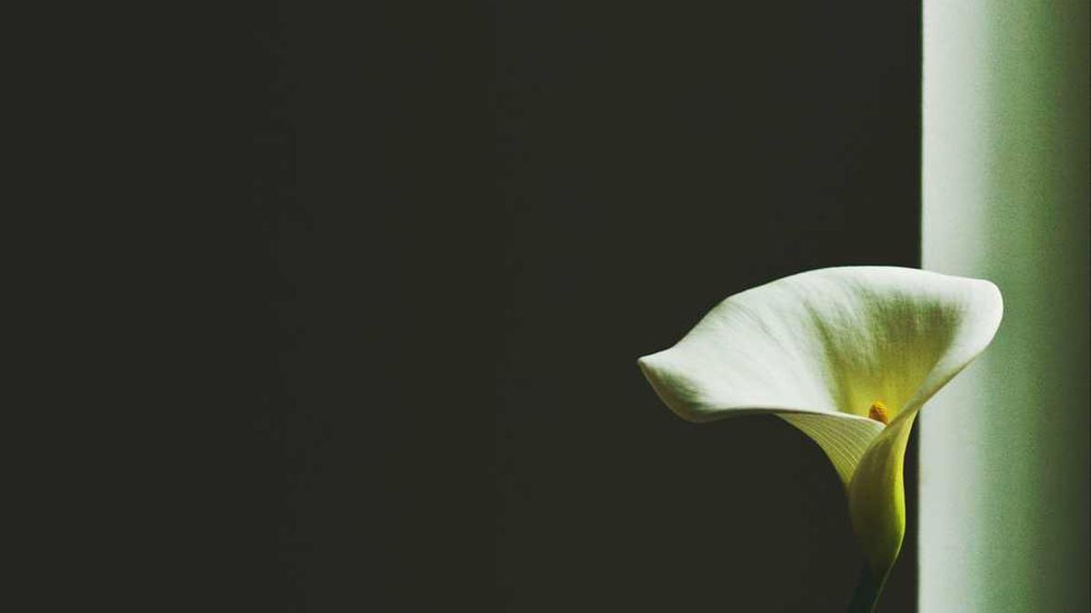 开封菊花展2025什么时候开始