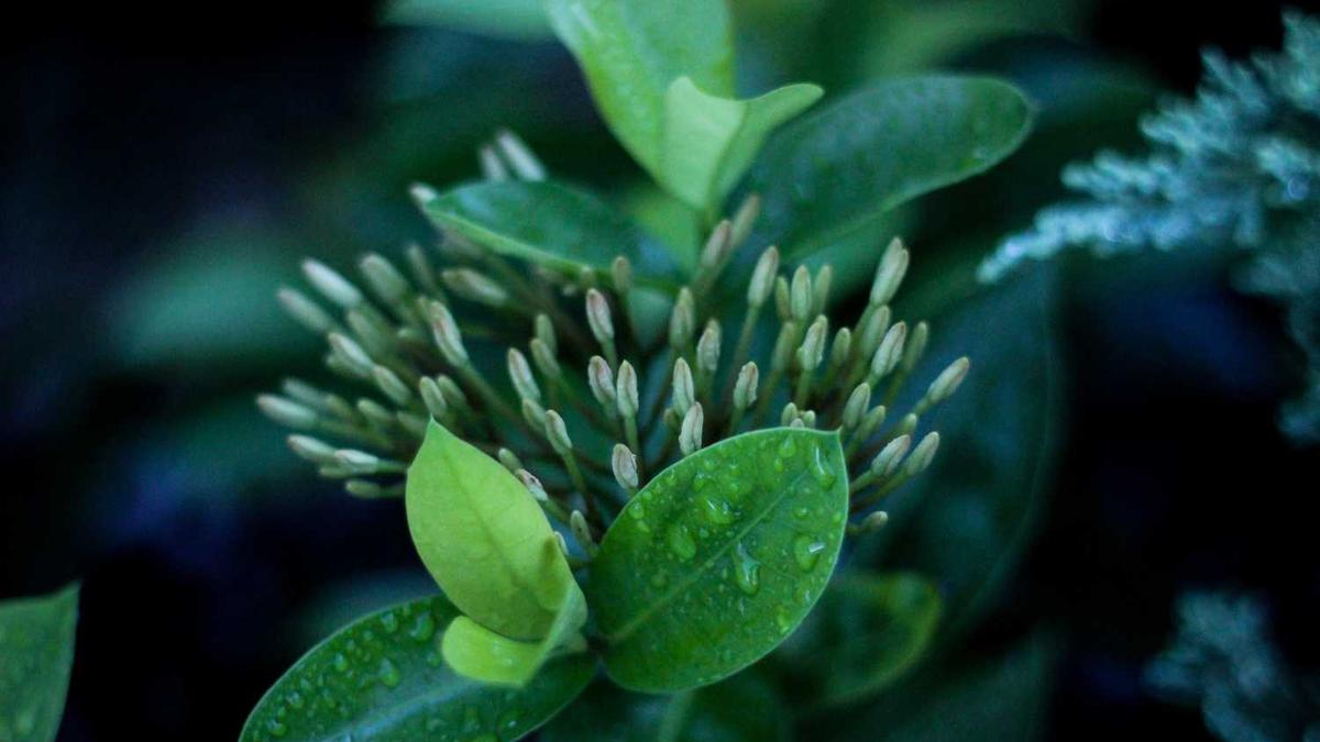 开封铁塔历史介绍