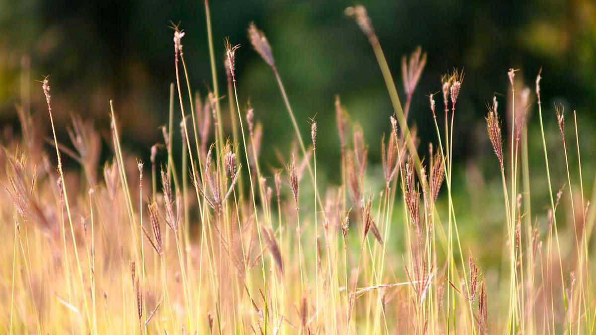 双台风共舞?未来几天广东雨不停,深圳天气终于可以降下温了