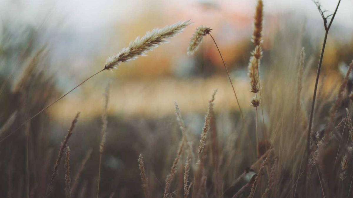 广西女子遭当街砍杀(广西柳州一女子遭当街砍杀)