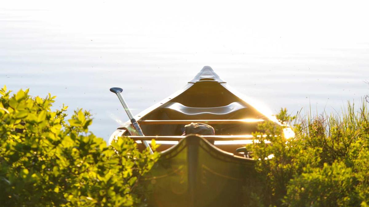 高鹏说药材:2022年9月21日泽泻、茺蔚子上涨,党参、沙苑子转稳