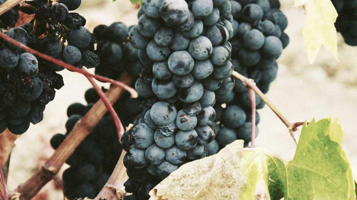 四川省南充市有那些县城